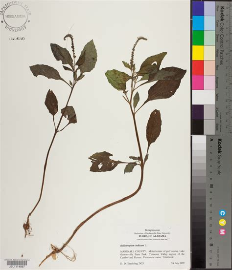 Heliotropium indicum - Species Page - APA: Alabama Plant Atlas