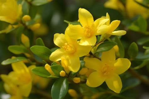 Yellow Jessamine Flower Meaning, Symbolism & Spiritual Significance ...