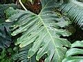 Philodendron bipinnatifidum - Wikipedia