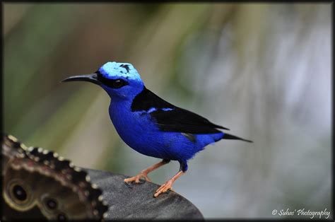 Blue HummingBird | Flickr - Photo Sharing!