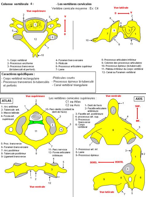 Atlas, axis et vertèbre cervicale