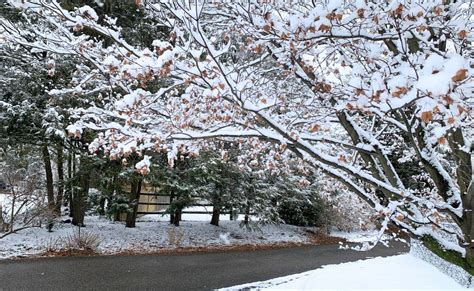 Snowmaggedon: Maryland Record Breaking Snow Storms - Suburbs 101