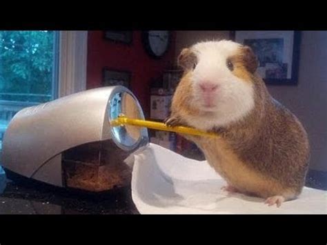 The Best 10 Funny Cute Guinea Pig Memes - tearptesz