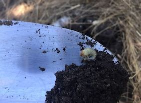 Grubs in the vegetable garden and two natural control methods.