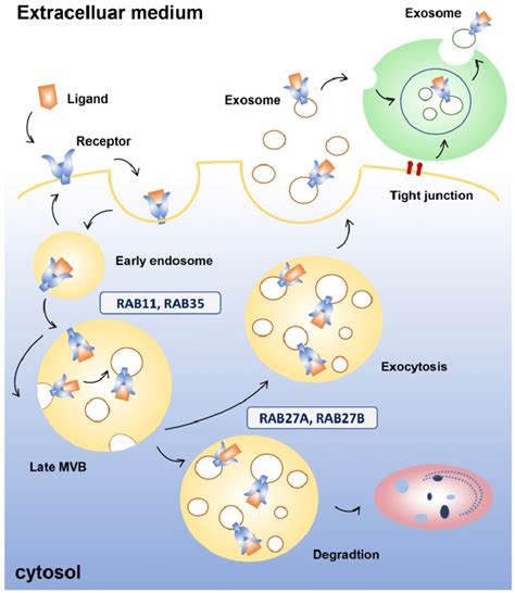 Exosome endocytosis and secretion. Early endosomes are formed after... | Download Scientific Diagram