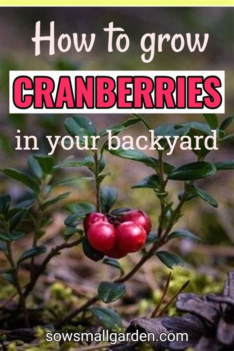 How to Grow Cranberries at Home • Sow Small Garden | Cranberry growing, Backyard vegetable ...