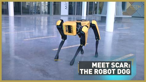 Meet the robot dog that could replace humans - CGTN