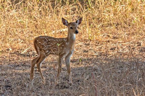 Spotted deer fawn stock photo. Image of habitat, chital - 71346642