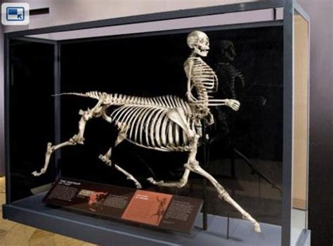 Awesome exhibit shows mythological creature skeletons | Mythological creatures, Ancient aliens ...