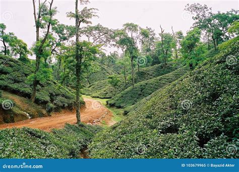 Tea Garden at Sylhet, Bangladesh Stock Image - Image of jaflaong ...