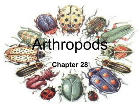 Arthropods