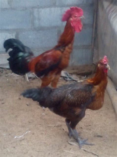 Ayam Pelung Turunan Trah Asli Cianjur - Jual Ayam Hias