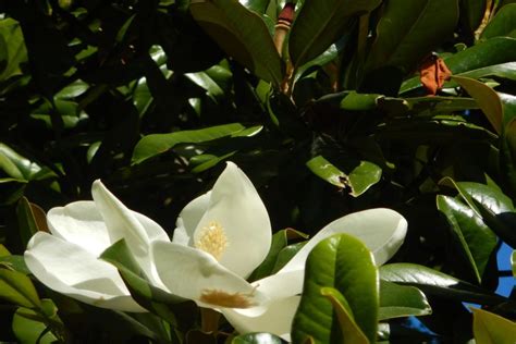 Evergreen magnolia: profile, varieties & care - Plantura