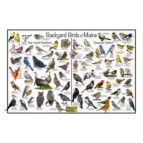 Backyard Birds of Maine Bird Identification Poster Divided Into Year ...