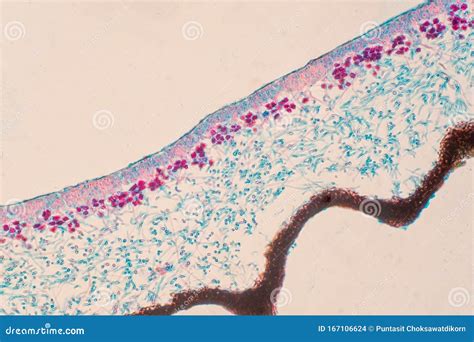 Lichen, Fungus, Cross Section Slide Under the Microscope View Stock Photo - Image of common ...