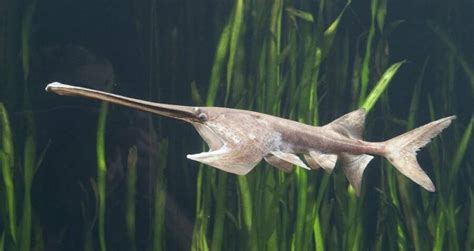 Scientists Have Declared The Prehistoric Chinese Paddlefish Species Extinct