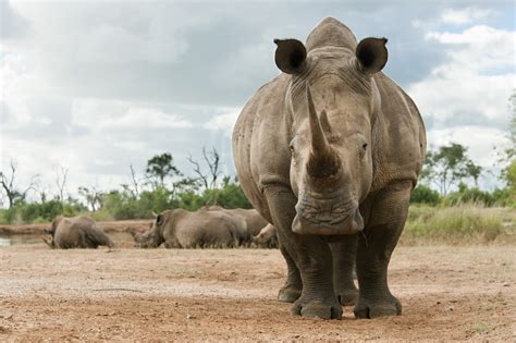 Sustainable utilisation | Save the Rhino