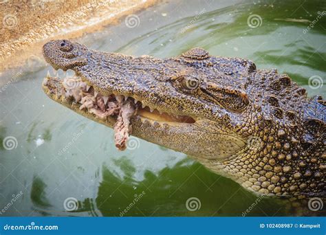 Scary Crocodile is Eating Fresh Meat in the Farm. Crocodile Farm Stock Image - Image of hungry ...