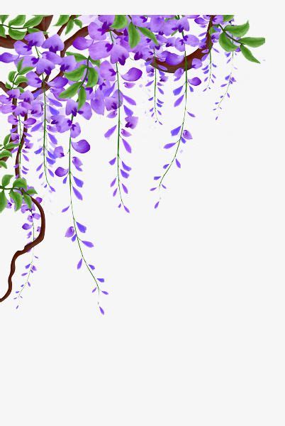 Vine Material PNG Transparent, Wisteria Vines Picture Material, Wisteria, Flower Vine, Flowers ...