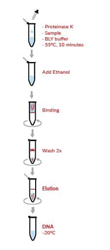 HigherPurity™ Blood & Cell Culture DNA Extraction Kit | Canvax