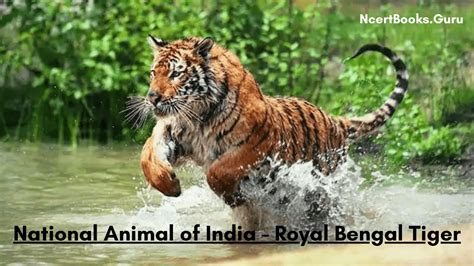 About National Animal of India: Royal Bengal Tiger Lifespan, History, Facts