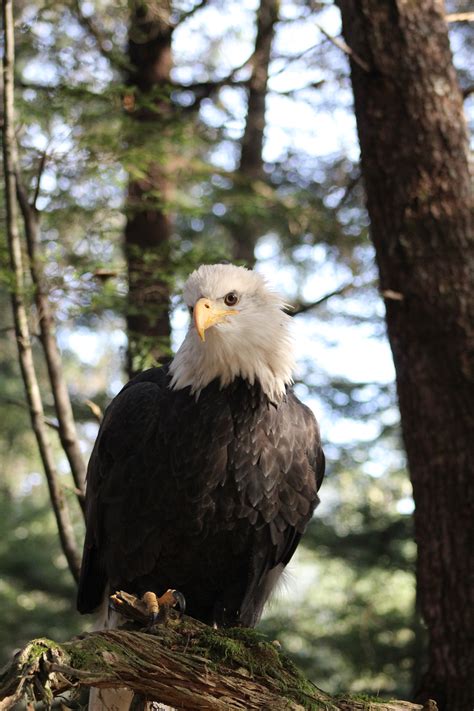 Spirit (Bald Eagle) – Alaska Raptor Center
