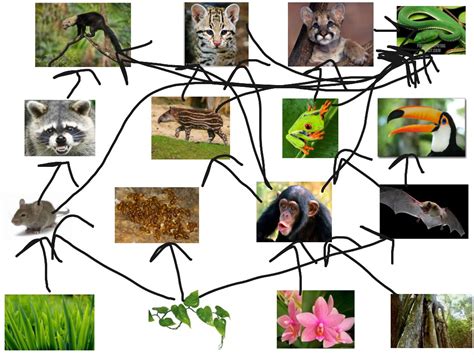 Tropical Rainforest Food Web