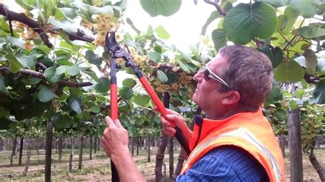 Male Pruning Kiwifruit vine - YouTube | Kiwi fruit, Prune, Farm gardens