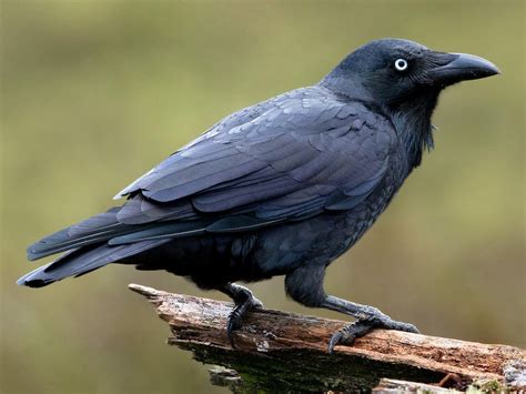 Forest Raven - eBird