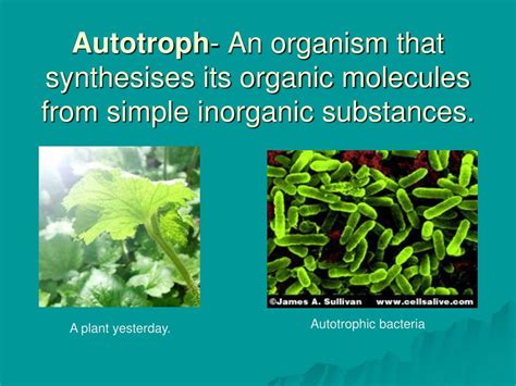 autotrophic bacteria enzymes