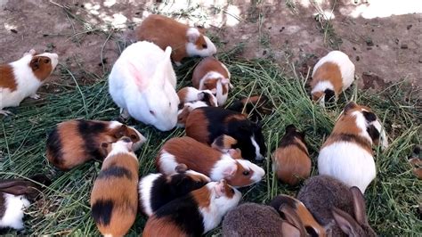 الارانب الهندية فى حديقة حيوانات الداخلة - Indian rabbit in a zoo - YouTube