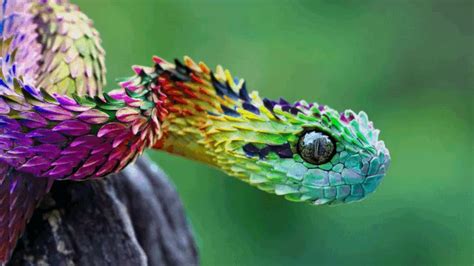 The amazing African Bush Viper | Sutori | African bush viper, Beautiful snakes, Pretty snakes