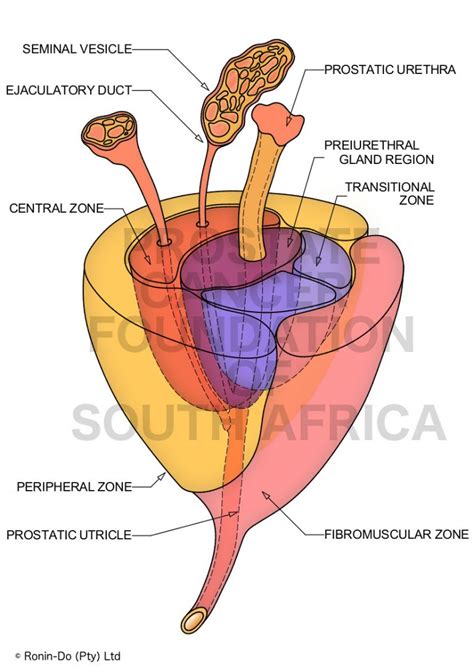 Information on the diagnosis & treatment of prostate cancer – Prostate Cancer Foundation of ...