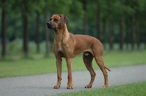 Rhodesian Ridgeback - Wikipedia