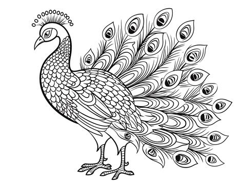 Colorful Peacock Drawing - Coloring Page