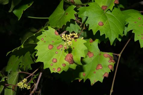 Vitis rotundifolia (Muscadine)