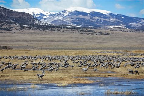 Monte Vista National Wildlife Refuge – Monte Vista, CO