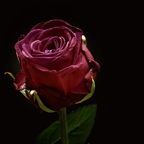 Red Rose Wallpapers - 4k, HD Red Rose Backgrounds on WallpaperBat