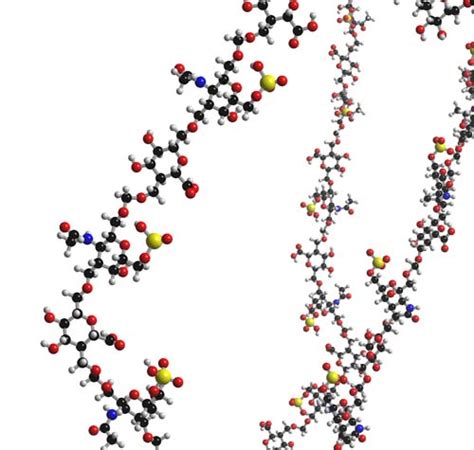 Chondroitin, What is Chondroitin? About its Science, Chemistry and ...