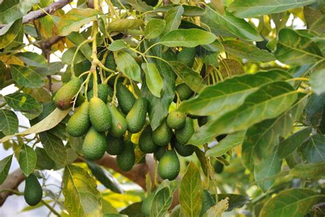 Growing Potted Avocado Trees » Top Tips For Success