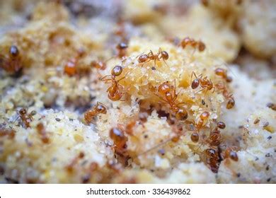 Swarm Ants Eating Stock Photo 336439862 | Shutterstock