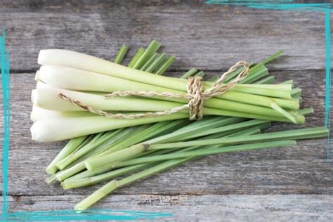 How to Harvest Lemongrass - Together Time Family