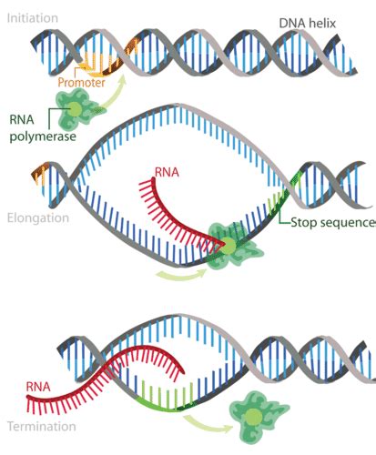 10.3: Steps of Transcription - Biology LibreTexts