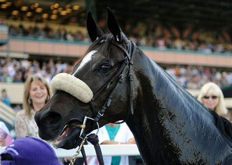 In final race, Zenyatta ends career with stunning rally but disappointing finish - nj.com