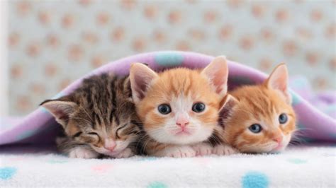 TOP 20 CUTEST KITTEN VIDEOS ON YOUTUBE - YouTube