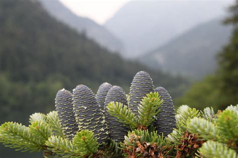 martha's vienna: Blue Pine Cones of Thumsee