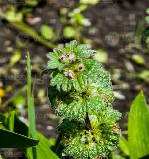 Close up of a pink color Lamium amplexicaule flower bud against a ...