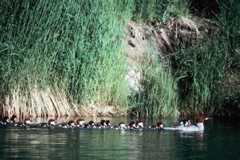 Common Merganser - Mergus merganser | Wildlife Journal Junior