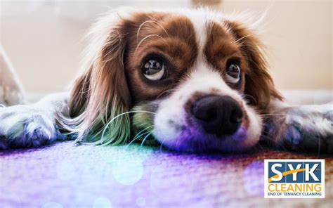 Carpet Cleaning Tips for Pet Owners | SYK Cleaning