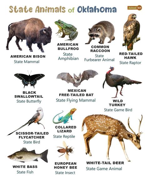 List of Animals That Live in Oklahoma (With Pictures)